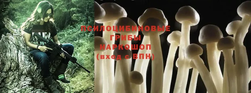 Псилоцибиновые грибы Psilocybine cubensis  где можно купить   Котельниково 